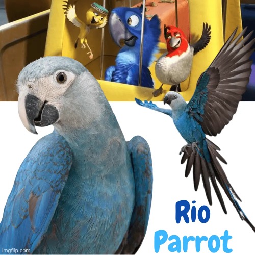 Rio Bird | made w/ Imgflip meme maker