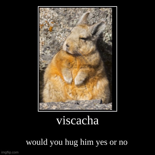 tell me would you hug him | viscacha | would you hug him yes or no | image tagged in funny,demotivationals | made w/ Imgflip demotivational maker