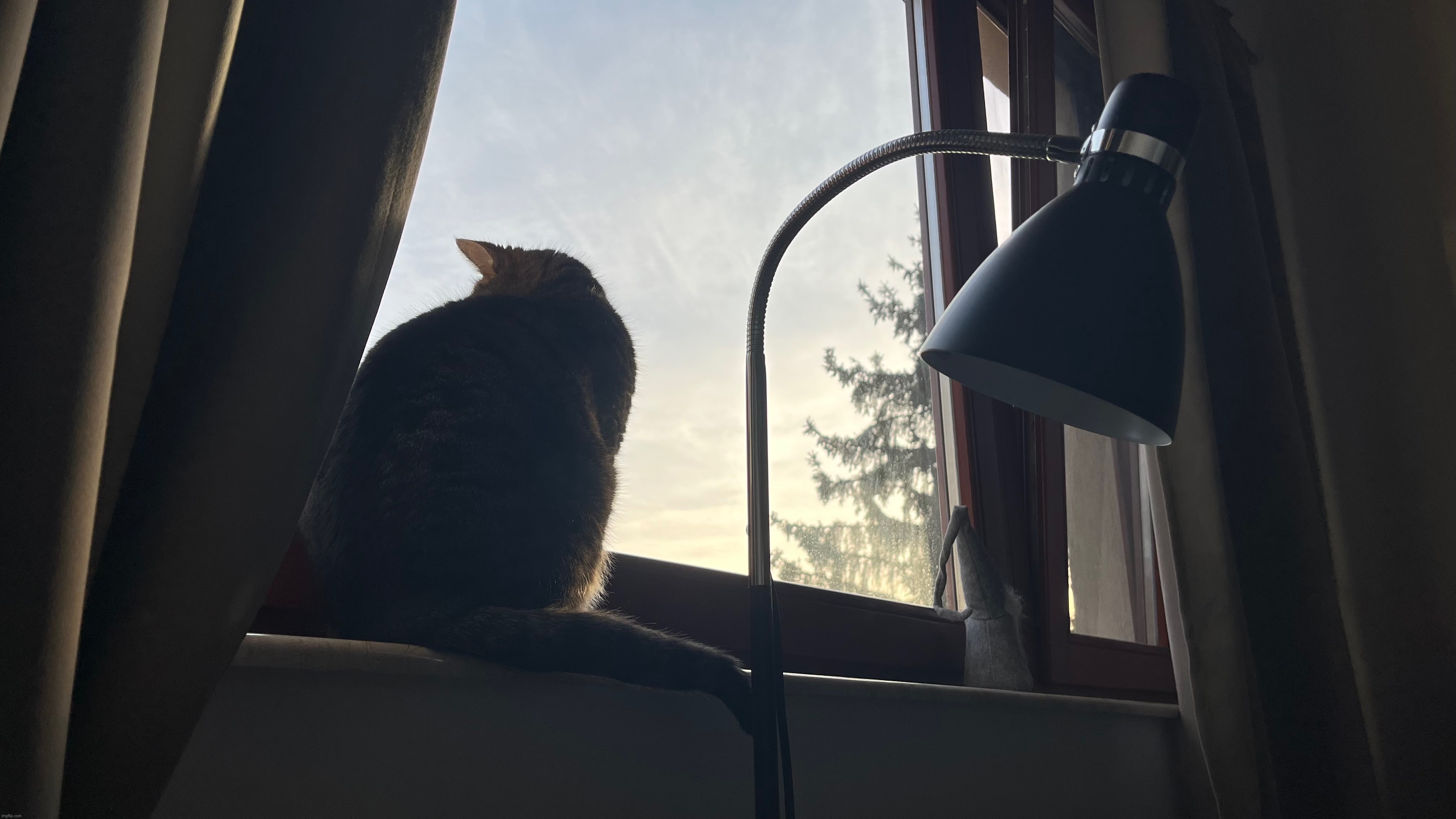 haven't posted here in a long while, have a pic of my cat staring out my window | image tagged in share your own photos,photography,cats | made w/ Imgflip meme maker