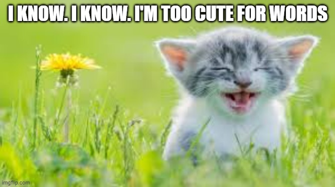 meme by Brad this kitten is too cute | I KNOW. I KNOW. I'M TOO CUTE FOR WORDS | image tagged in cats,funny cat,funny cat memes,humor | made w/ Imgflip meme maker