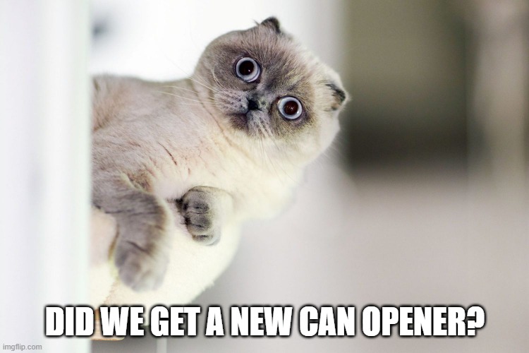 meme by Brad cat hears new can opener | DID WE GET A NEW CAN OPENER? | image tagged in cats,funny cats,funny cat memes,humor | made w/ Imgflip meme maker