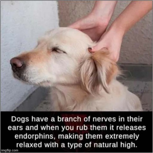 Ahhh ... That's The Spot ! | image tagged in dogs,ears,massage | made w/ Imgflip meme maker
