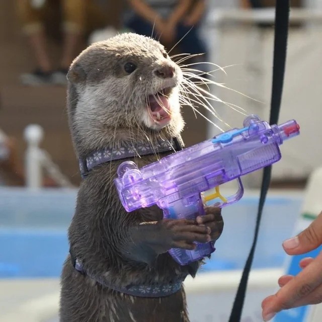 High Quality Otter with Water gun Blank Meme Template