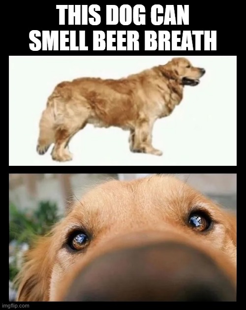 Gotcha | THIS DOG CAN SMELL BEER BREATH | image tagged in beer,cold beer here,dogs,the most interesting man in the world,craft beer,hold my beer | made w/ Imgflip meme maker
