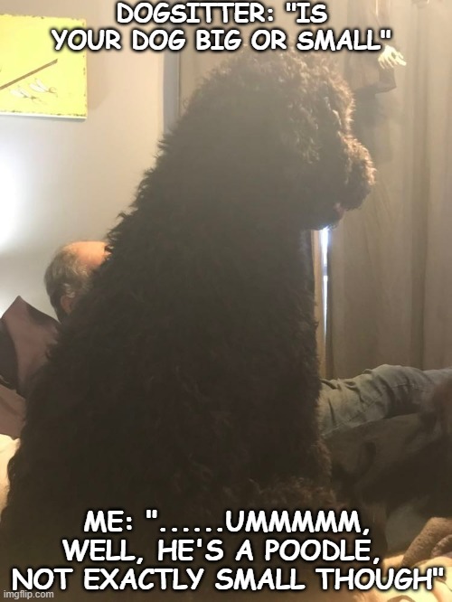 Bear | DOGSITTER: "IS YOUR DOG BIG OR SMALL"; ME: "......UMMMMM, WELL, HE'S A POODLE,  NOT EXACTLY SMALL THOUGH" | image tagged in big dog small dog | made w/ Imgflip meme maker
