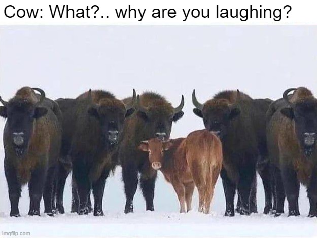 When you know, you know | Cow: What?.. why are you laughing? | image tagged in dirty mind,funny | made w/ Imgflip meme maker