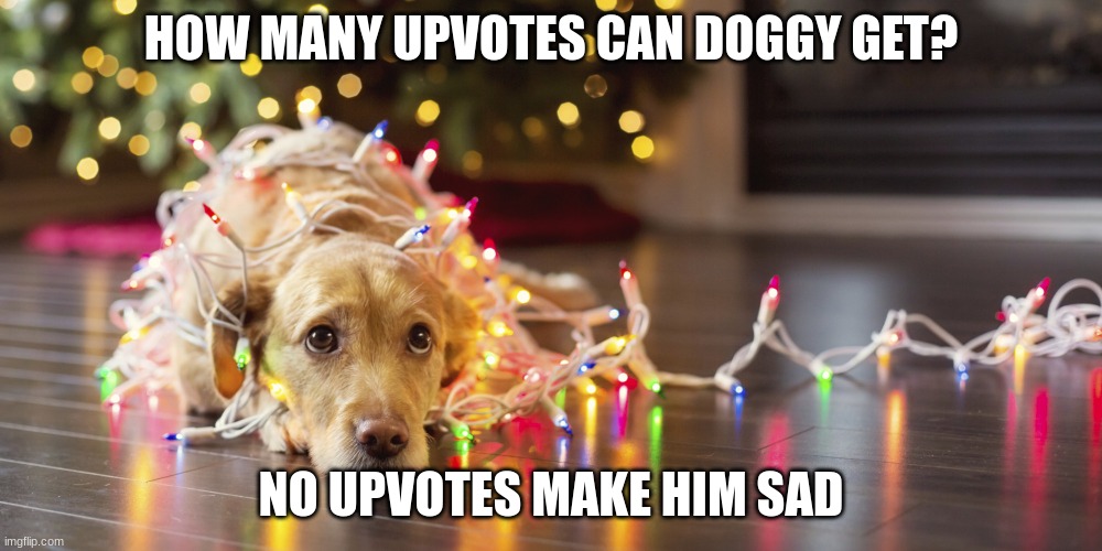 Christmas Doggie | HOW MANY UPVOTES CAN DOGGY GET? NO UPVOTES MAKE HIM SAD | image tagged in christmas doggie | made w/ Imgflip meme maker