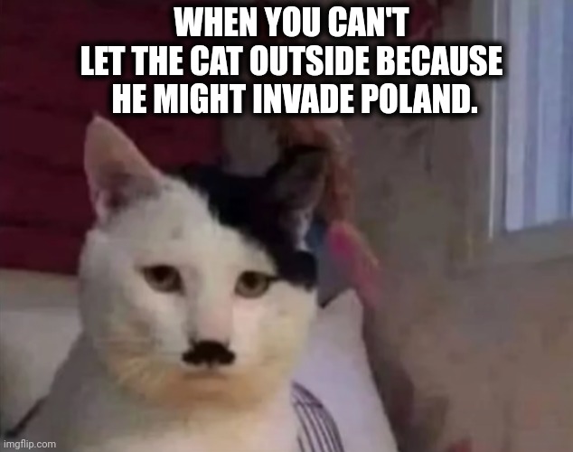 Hitler cat | WHEN YOU CAN'T 
LET THE CAT OUTSIDE BECAUSE 
HE MIGHT INVADE POLAND. | image tagged in funny memes | made w/ Imgflip meme maker