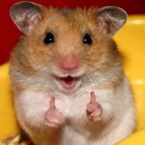 image tagged in thumbs up hamster | made w/ Imgflip meme maker