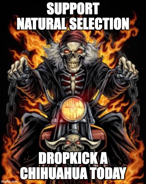 Biker Skeleton | SUPPORT NATURAL SELECTION; DROPKICK A CHIHUAHUA TODAY | image tagged in biker skeleton,skeleton,chihuahua,dog,natural selection,darwinism | made w/ Imgflip meme maker