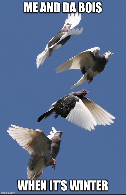 Birds Flying | ME AND DA BOIS; WHEN IT’S WINTER | image tagged in bird boi | made w/ Imgflip meme maker