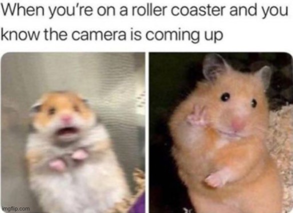 roller coaster | image tagged in points,funny memes | made w/ Imgflip meme maker