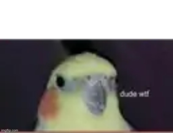 image tagged in dude wtf cockatiel | made w/ Imgflip meme maker