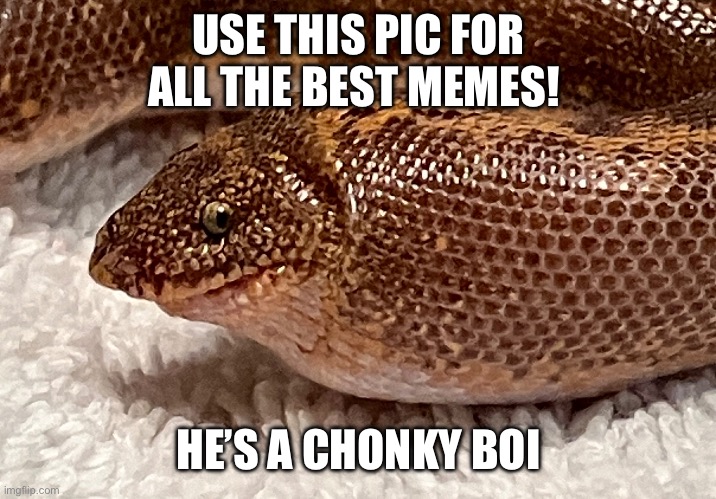 Chonk snek | USE THIS PIC FOR ALL THE BEST MEMES! HE’S A CHONKY BOI | image tagged in snek,fat | made w/ Imgflip meme maker