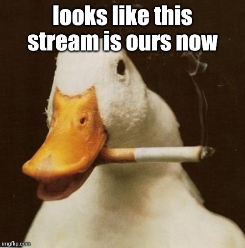 Smoking Duck | looks like this stream is ours now | image tagged in smoking duck | made w/ Imgflip meme maker