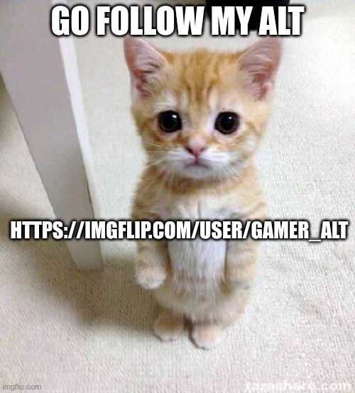 Cute Cat | GO FOLLOW MY ALT; HTTPS://IMGFLIP.COM/USER/GAMER_ALT | image tagged in memes,cute cat | made w/ Imgflip meme maker