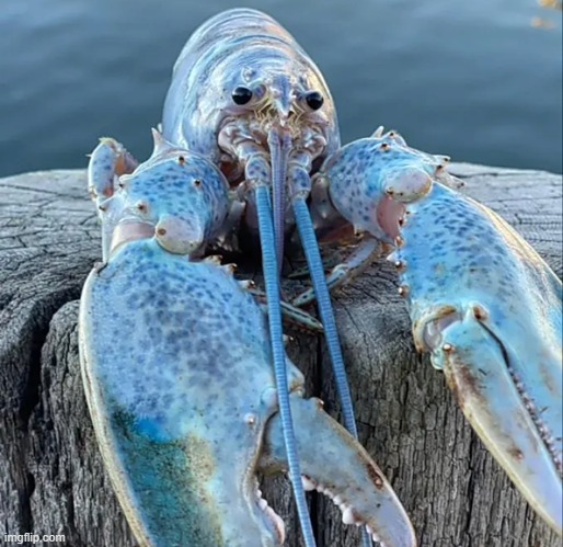 I will post this lobster every time it's a monday on a multiple of five | image tagged in the blue lobster | made w/ Imgflip meme maker