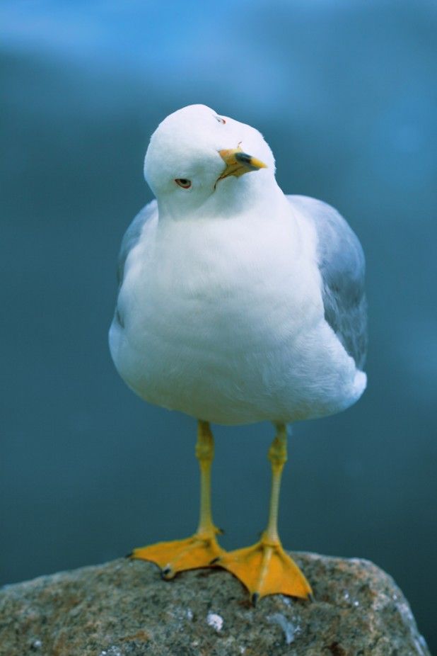 The gull of ‘em Blank Meme Template