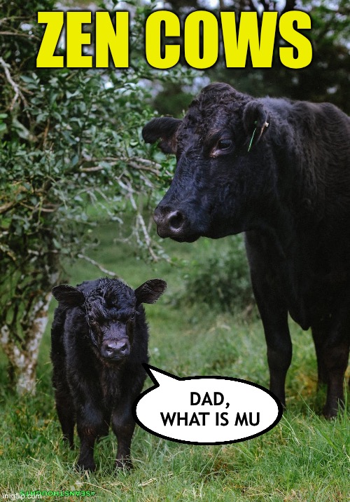 Woke up with this | ZEN COWS; DAD, WHAT IS MU | image tagged in cow,zen | made w/ Imgflip meme maker