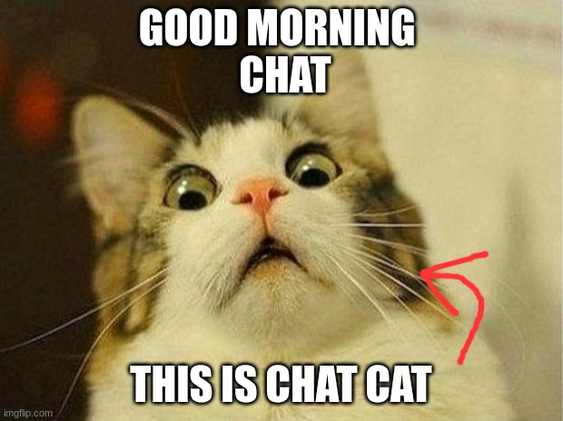 Scared Cat | GOOD MORNING 
 CHAT; THIS IS CHAT CAT | image tagged in memes,scared cat | made w/ Imgflip meme maker