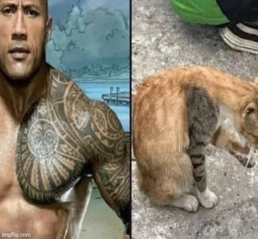 The Rock, The Cat | image tagged in the rock,cat,reposts,repost,memes,arm | made w/ Imgflip meme maker