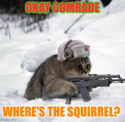 Where's the squirrel? | OKAY COMRADE; WHERE'S THE SQUIRREL? | image tagged in cute sad soviet war kitten,funny memes | made w/ Imgflip meme maker