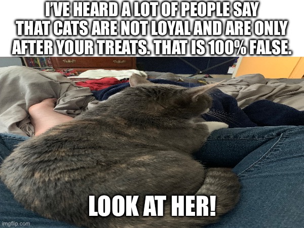 Cats can be loyal | I’VE HEARD A LOT OF PEOPLE SAY THAT CATS ARE NOT LOYAL AND ARE ONLY AFTER YOUR TREATS. THAT IS 100% FALSE. LOOK AT HER! | image tagged in cats,loyalty | made w/ Imgflip meme maker