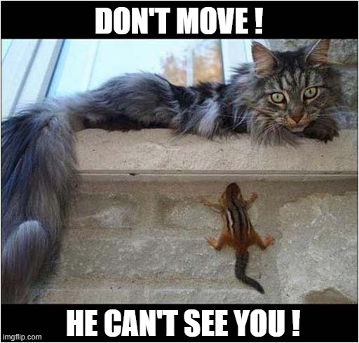 One Sneaky Chipmonk ! | DON'T MOVE ! HE CAN'T SEE YOU ! | image tagged in cat,chipmonk,sneaky,hiding | made w/ Imgflip meme maker
