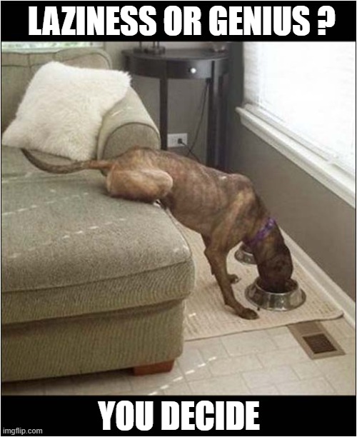 Dinner Time ! | LAZINESS OR GENIUS ? YOU DECIDE | image tagged in dogs,laziness,genius,dinner | made w/ Imgflip meme maker