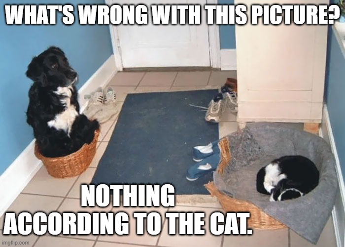 meme by Brad cat and dog in their beds funny humor | WHAT'S WRONG WITH THIS PICTURE? NOTHING ACCORDING TO THE CAT. | image tagged in cats,funny cat memes,funny dogs,humor,funny meme,funny | made w/ Imgflip meme maker