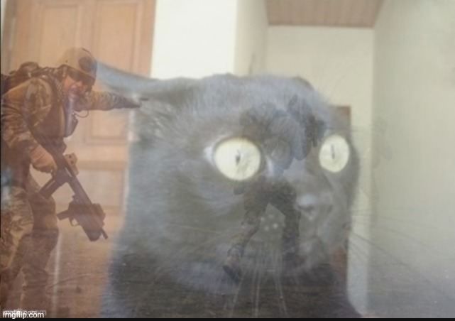 black cat ptsd | image tagged in black cat ptsd | made w/ Imgflip meme maker