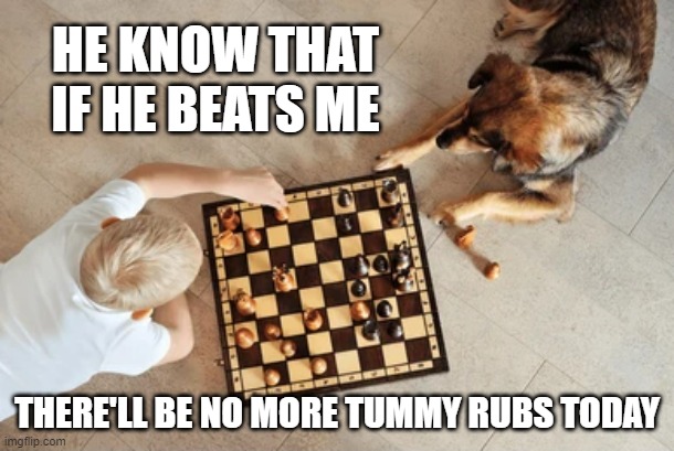 meme by Brad dog playing chess | HE KNOW THAT IF HE BEATS ME; THERE'LL BE NO MORE TUMMY RUBS TODAY | image tagged in gaming,chess,funny meme,humor,funny,funny dogs | made w/ Imgflip meme maker