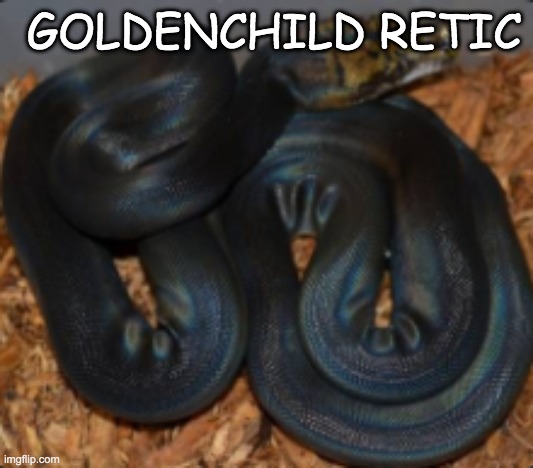 GOLDENCHILD RETIC | made w/ Imgflip meme maker