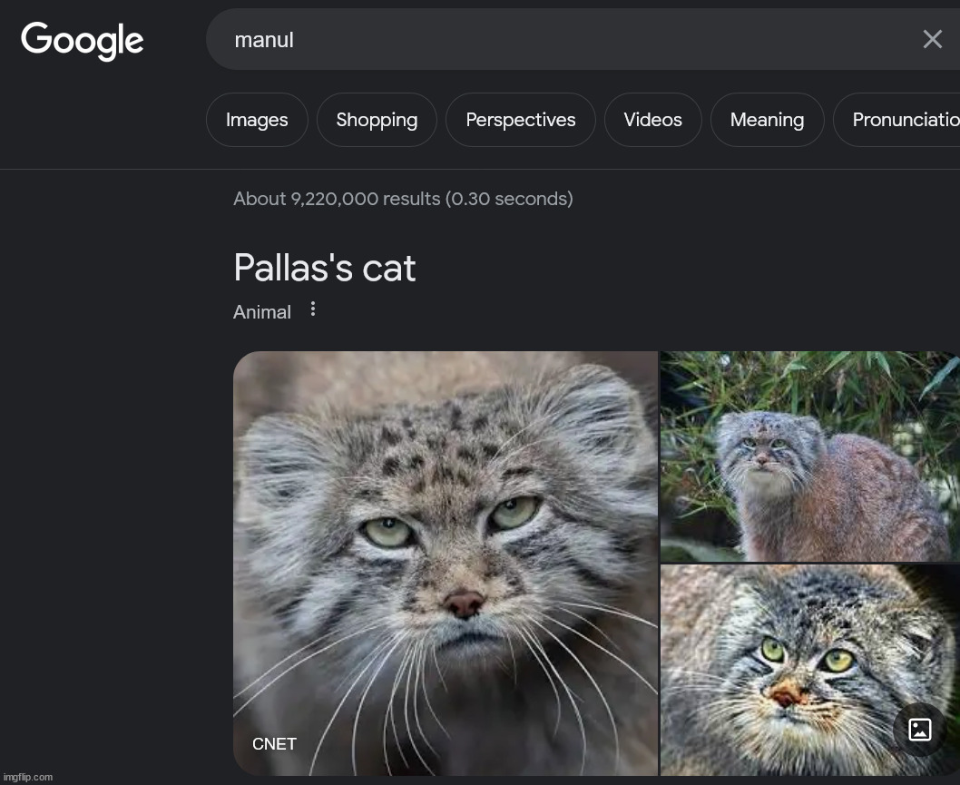 If I could adopt one I could | made w/ Imgflip meme maker