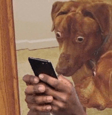 High Quality dogs staring at phone in suprise Blank Meme Template