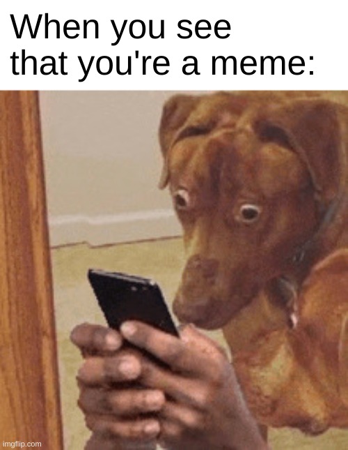 When you see that you're a meme: | When you see that you're a meme: | image tagged in dogs staring at phone in suprise | made w/ Imgflip meme maker