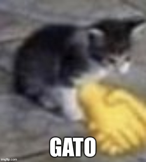 GATO | made w/ Imgflip meme maker