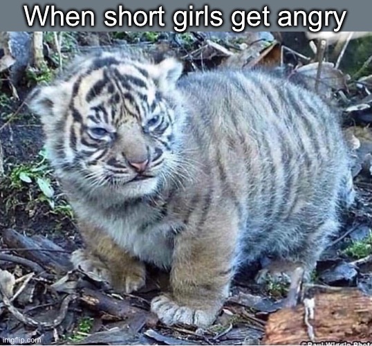 Short girls | When short girls get angry | image tagged in short,girls,angry,cats | made w/ Imgflip meme maker