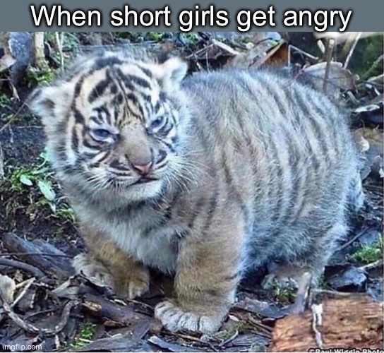 Kitty | When short girls get angry | image tagged in angry,cats,short,girls | made w/ Imgflip meme maker