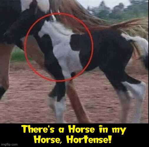 It's Just Horse Sense, Hortense | image tagged in vince vance,horses,memes,horse sense,just horsing around,colt | made w/ Imgflip meme maker