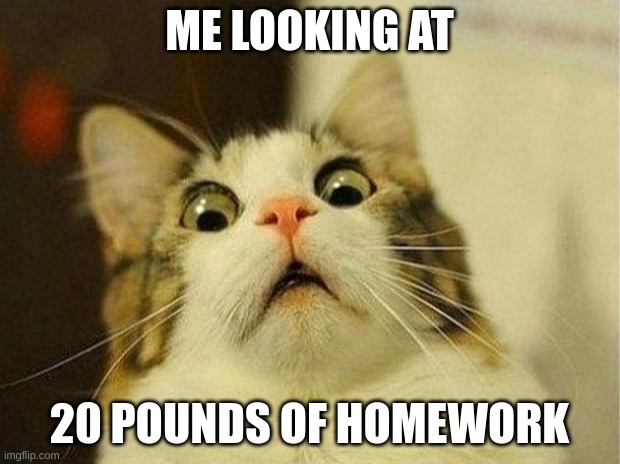Scared Cat | ME LOOKING AT; 20 POUNDS OF HOMEWORK | image tagged in memes,scared cat | made w/ Imgflip meme maker
