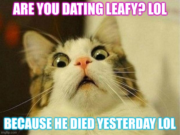 Scared Cat Meme | ARE YOU DATING LEAFY? LOL; BECAUSE HE DIED YESTERDAY LOL | image tagged in memes,scared cat | made w/ Imgflip meme maker