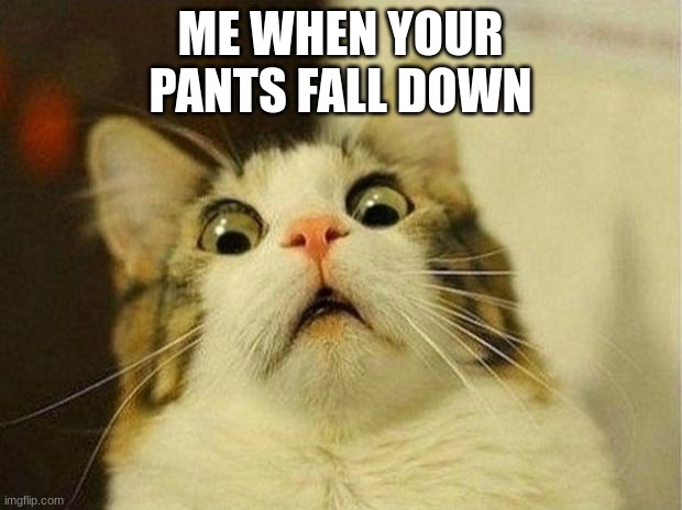 Scared Cat Meme | ME WHEN YOUR PANTS FALL DOWN | image tagged in memes,scared cat | made w/ Imgflip meme maker