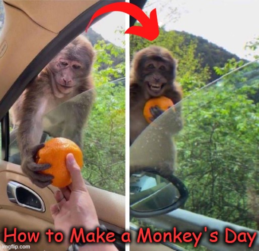 Love this little guy! | How to Make a Monkey's Day | image tagged in fun,lol,monkey,grateful,make my day,happy | made w/ Imgflip meme maker