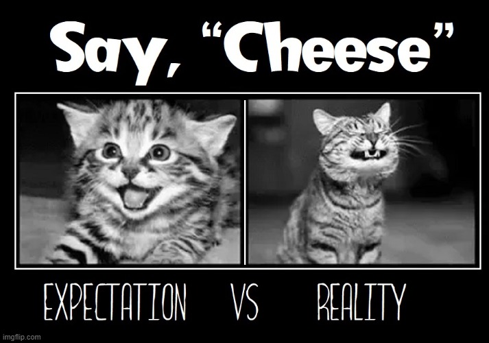 Perhaps a better word for Felines would be Catnip or Sushi | image tagged in vince vance,cats,i love cats,expectation vs reality,taking a picture,photograph | made w/ Imgflip meme maker