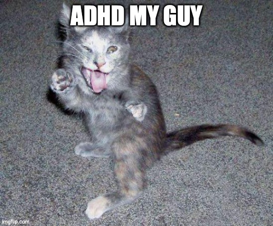 ADHD Cat | ADHD MY GUY | image tagged in adhd cat | made w/ Imgflip meme maker