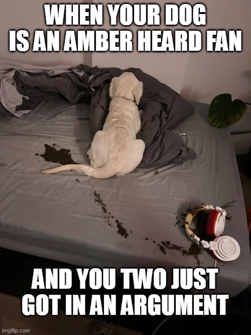 When your dog is an Amber heard fan | WHEN YOUR DOG IS AN AMBER HEARD FAN; AND YOU TWO JUST GOT IN AN ARGUMENT | image tagged in dog,fun,poop,amber heard,argument,bedroom | made w/ Imgflip meme maker