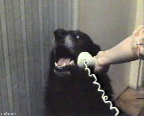 hello this is dog | image tagged in hello this is dog | made w/ Imgflip meme maker