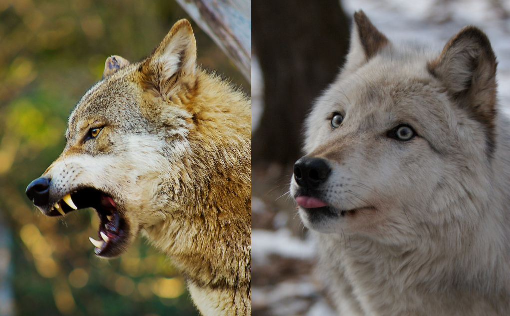 two wolves Blank Meme Template