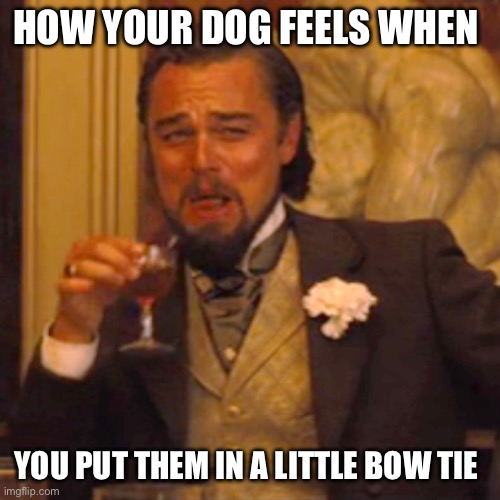 My dog has a little rainbow one | HOW YOUR DOG FEELS WHEN; YOU PUT THEM IN A LITTLE BOW TIE | image tagged in memes,laughing leo | made w/ Imgflip meme maker